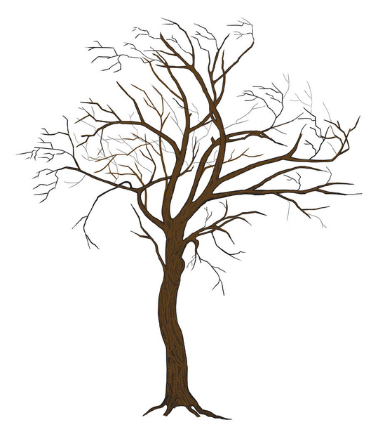 Geïsoleerde vectorillustratie van de boom met gedetailleerde tekening schors voor grote-grootformaat afdrukken - Vector, afbeelding