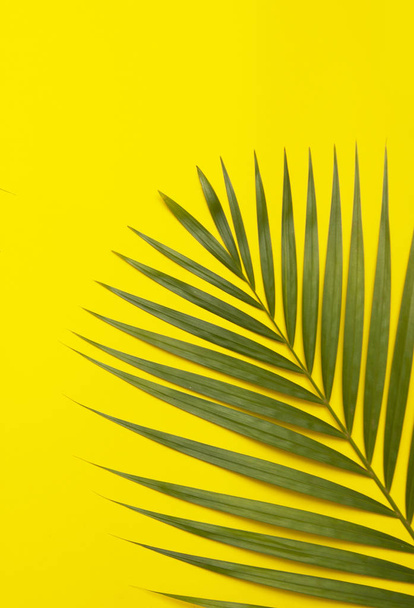 Palm tree leaf on colorful background. - Foto, immagini