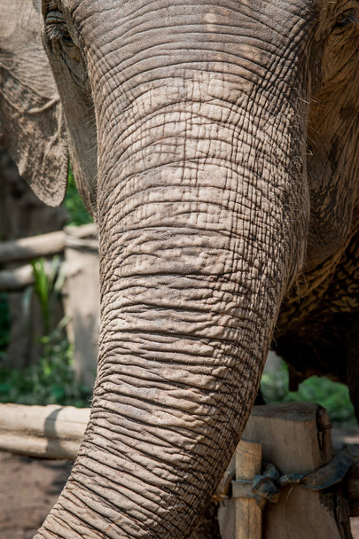 Крупним планом красиві слон, ходити в природного заповідника. Чіанг травня, Таїланд - Фото, зображення