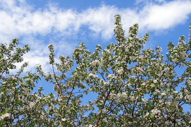 Cerejeiras florescentes contra o céu azul
 - Foto, Imagem