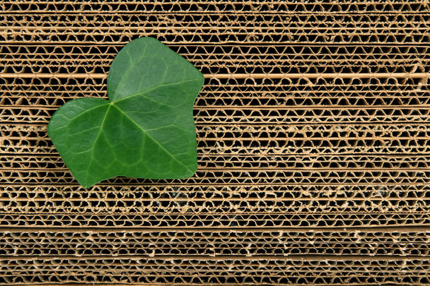 Green leaf on cardboard background - Photo, Image