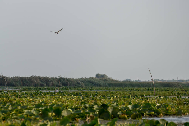 valkohäntäkotka (haliaectus albicilla) Tonavan suistossa
 - Valokuva, kuva