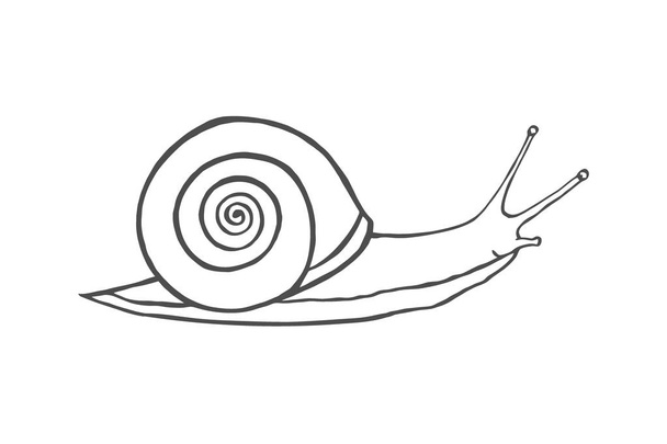 Sketch shell concept isolated on white Vector - Vetor, Imagem