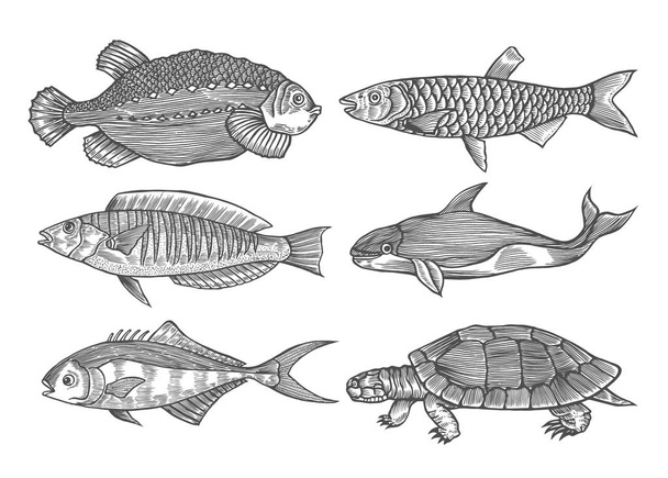 Set of Ink sketch engraving of fish. Hand drawn vector illustration on white background. Retro style. - Вектор,изображение
