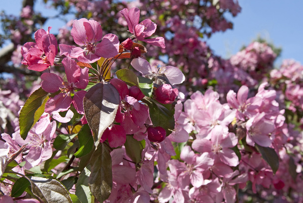 Деревья, цветущие в весеннем саду
 - Фото, изображение