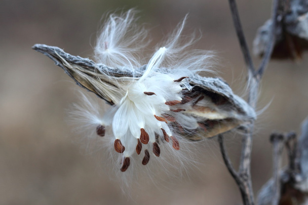 Liebre común (Asclepias syriaca) primer plano de las semillas
 - Foto, imagen