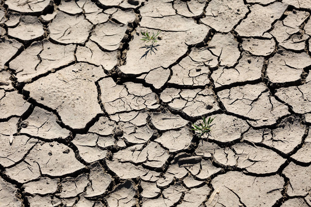 Texture of extremelly dry cracked soil with small blade of grass. Climate change and drought concept - Photo, Image