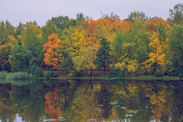 City Riga, Latvia, autumn.  Jugla lake and park, yellow trees and leaves. Travel nature photo 2018. - 写真・画像