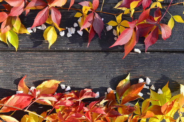 autumn leaves on a background of dark boards - Фото, зображення