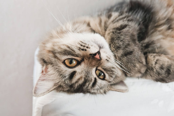 Un gato persa acostado en la cama
. - Foto, imagen