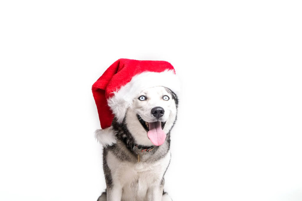 Christmas dog concept. Portrait of young beautiful funny husky sitting with tongue out wearing santa hat, white isolated background. Smiling face of domestic pet with pointy ears. Close up, copy space - Foto, immagini