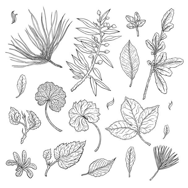 Types of leaf. Outline leaves of different types - Wektor, obraz