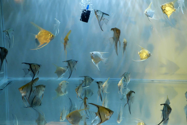 Группа декоративных рыб плавает в аквариуме дома
 - Фото, изображение