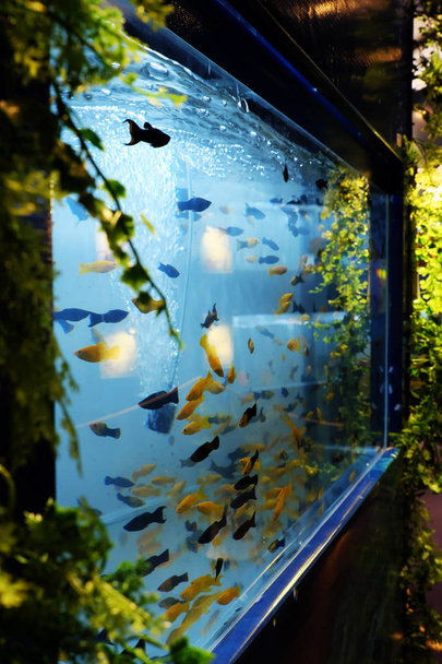 Ryhmä koristekaloja ui akvaariossa kotona
 - Valokuva, kuva