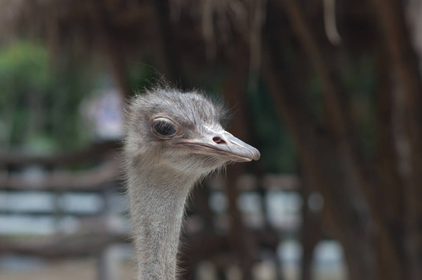 Portrait of a Ostrich, close up, summer sunny day, vertical. Thailand zoo. - Photo, Image