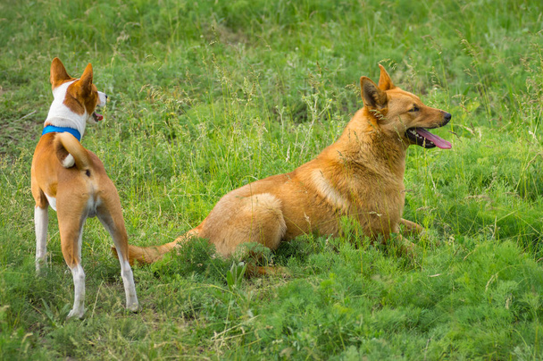 Kaksi koiraa vahtii kevätruohoa. Yksi on basenji, toinen - puoliverinen koira
 - Valokuva, kuva