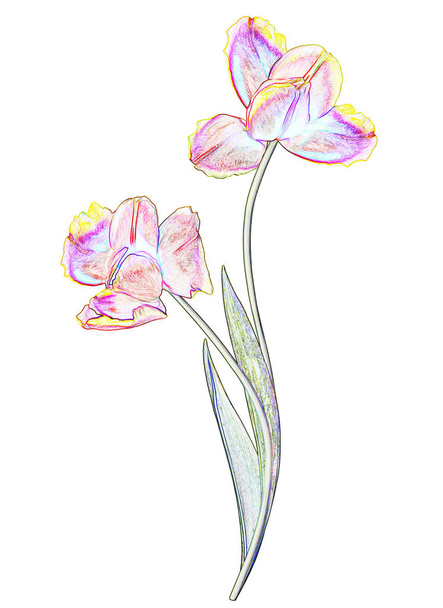fleurs printanières tulipes isolées sur fond blanc. Tulipes rouges
 - Photo, image