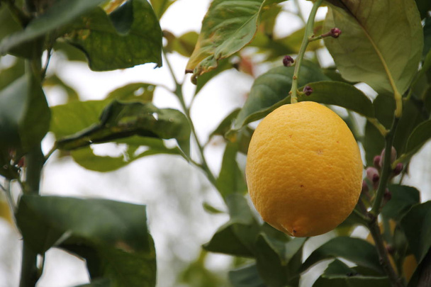 large yellow lemon hanging from the tree - Photo, Image