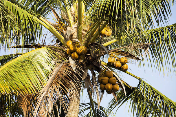 nuts, coconut palm,  Nusa Penida, Indonesia - Photo, Image