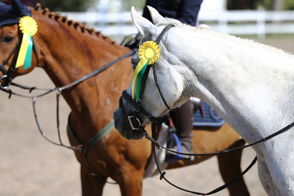 馬術競技の勝者のリボンのロゼットに乗って不明な馬ライダー - 写真・画像