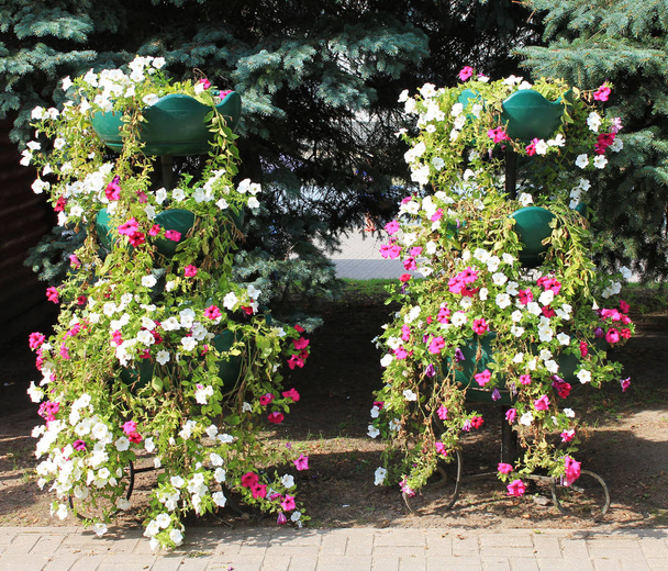  Slingers van bloemen in het stadspark tegen de achtergrond van Spar paws - Foto, afbeelding