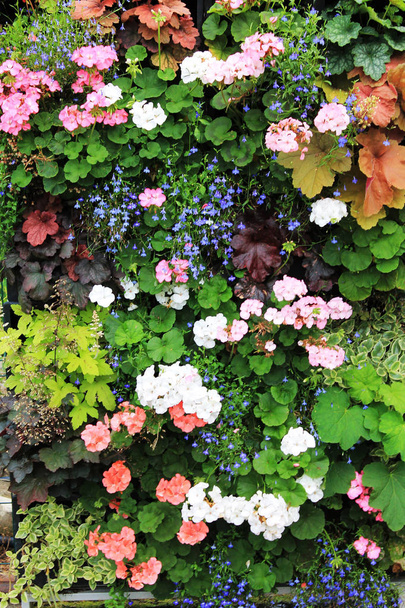 Hermosas flores en la pared del jardín japonés
 - Foto, Imagen