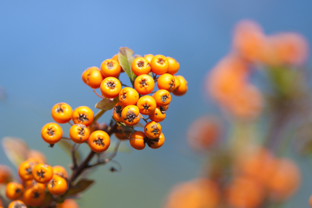 Спелые ягоды огненной шипы
 - Фото, изображение