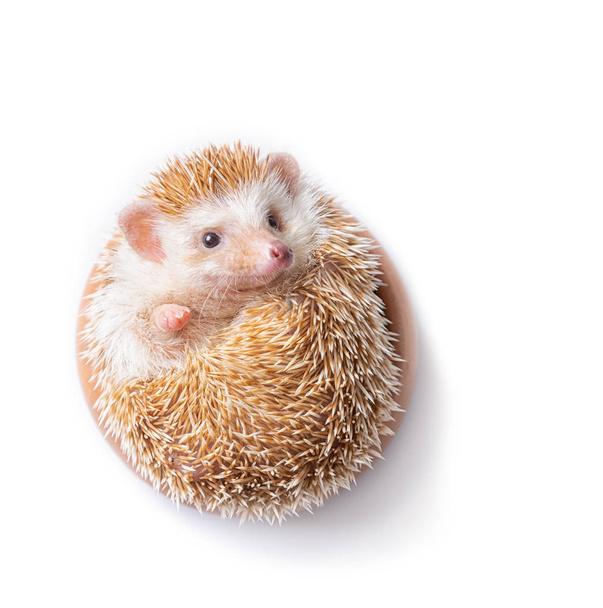European Hedgehog isolated on white background. - Photo, Image