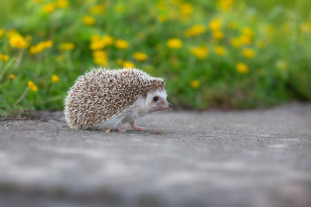 European Hedgehog caminar por carretera de hormigón con el fondo del jardín de flores, cara muy bonita y dos patas delanteras
. - Foto, Imagen