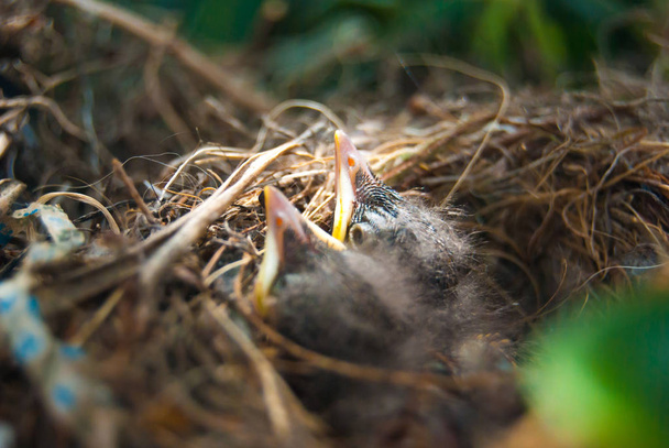 Újszülött madaraknak hozta anya élelmiszer vár - Fotó, kép