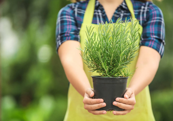 Woman holding pot with fresh aromatic rosemary outdoors - Foto, Imagem