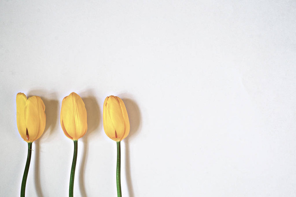 Three yellow tulips on a white background - Foto, Imagem