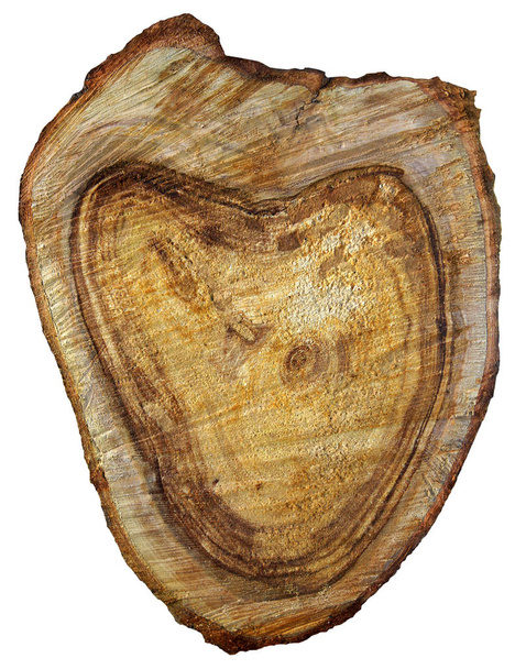 Необычный порез старого ствола яблони, изолированный на белом
  - Фото, изображение