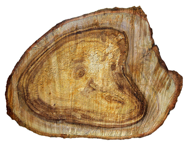 Une coupe insolite du vieux tronc de pommier isolé sur blanc
  - Photo, image