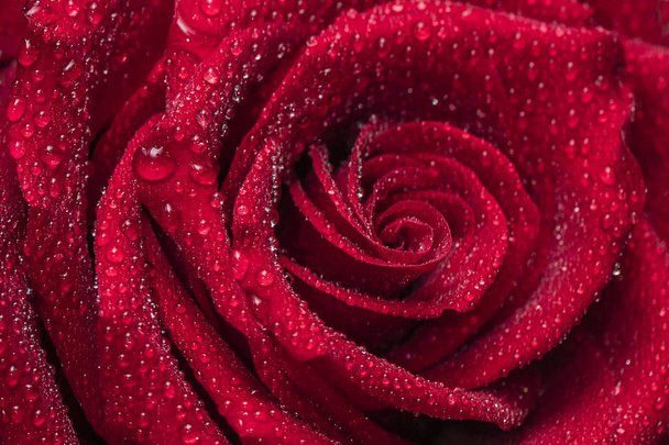 Beautiful rose flower with drops of dew. Background  - Foto, Imagen