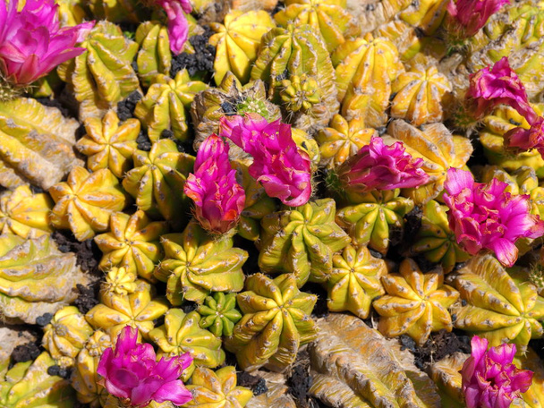kaktusz virágzik, hogy fel lehetne használni, mint a háttér - Fotó, kép