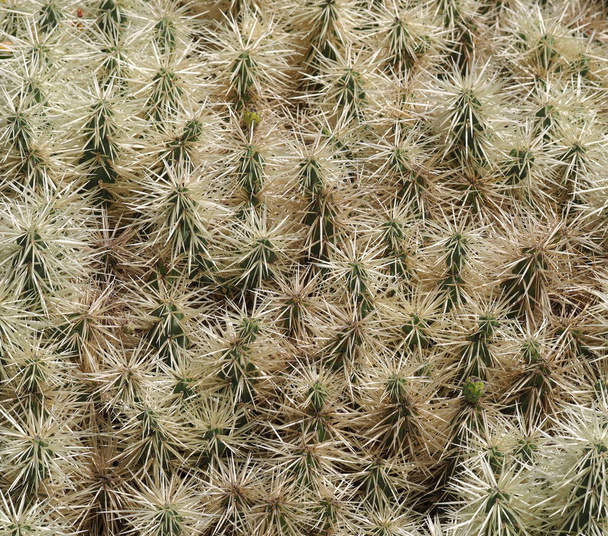 szúrós kaktusz, hogy fel lehetne használni, mint a háttér - Fotó, kép