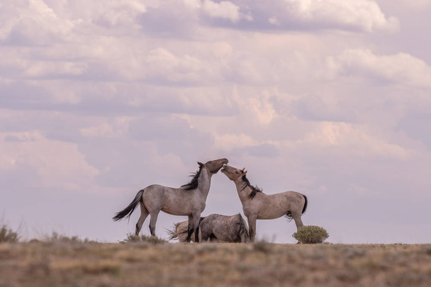 Divoký kůň hřebci srovnat off v hluboké pouště Colorado - Fotografie, Obrázek