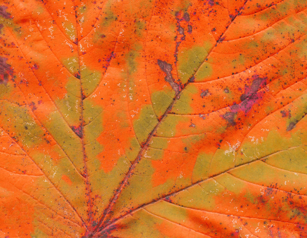 Υφή φόντου φθινοπώρου φύλλα. Πτώση φύλλωμα υφή. Φθινόπωρο closeup δομή φλέβες φύλλων - Φωτογραφία, εικόνα