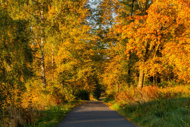 Herfst tafereel. Val de achtergrond. Kleurrijke bladeren in park overal. Bomen en weg vallende geel loof. Felle zon schijnt door herfst bomen over de weg. - Foto, afbeelding