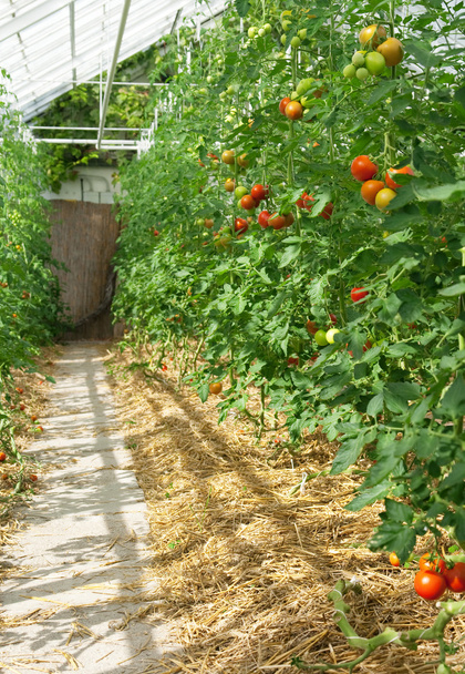Mûrissement des tomates en serre
 - Photo, image