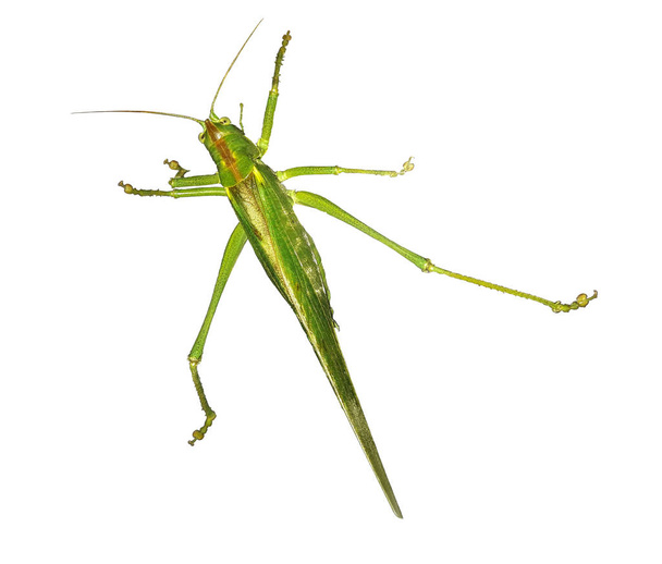 Locust green. Grasshopper. Isolator. - Photo, Image