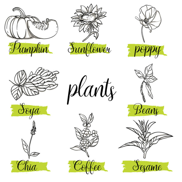 Beautiful vector hand drawn organic plant, floral card set. Sesame, Chia, Soya, Coffee, Sunflower, Poppy, Pumpkin. Template elements collection for packaging design. Modern illustrations isolated on white background. - Vector, Imagen