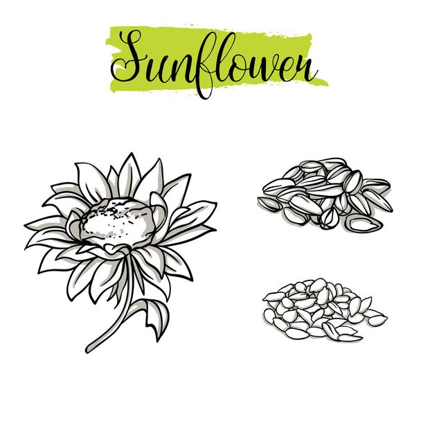 Beautiful vector hand drawn Sunflower, seeds. Organic food, vector doodle illustrations collection isolated on white background. - Vektor, Bild