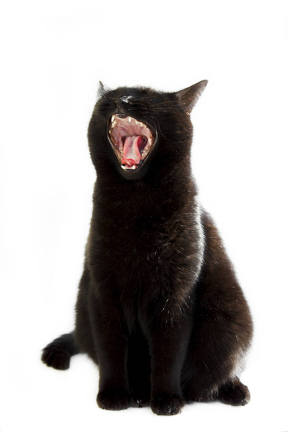 czarny kot siedzi bokiem ziewanie z otwartymi ustami na białym tle. - Zdjęcie, obraz