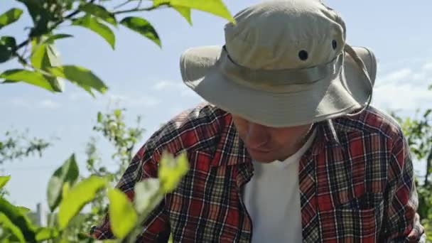 Farmář, kontrola ovocný strom v sadu pak psaní poznámek na schránky v zblízka pohled přes listy. - Záběry, video