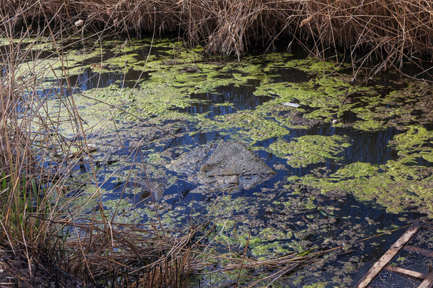 Sporchi liquami e rifiuti domestici nel piccolo fiume, il canale di irrigazione provoca una rapida crescita delle alghe. Inquinamento idrico. Problema ecologico. Problema della plastica. L'uso dell'acqua è pericoloso, è vietato
 - Foto, immagini