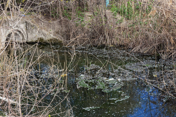 Las aguas residuales sucias y la basura doméstica en el río pequeño, canal de riego causa un rápido crecimiento de las algas. Contaminación del agua. Problema ecológico. Problema de plástico. El uso del agua es peligroso, está prohibido
 - Foto, imagen