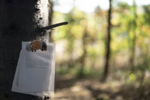 Written book pages stuck with a hunting knife to a tree trunk, in a fall forest, on a sunny day of autumn. Selective focus image. - Photo, Image