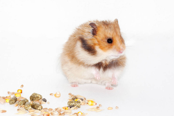 cute Syrian red hamster eats grain feed and treat for rodents. isolated on white background - Photo, Image